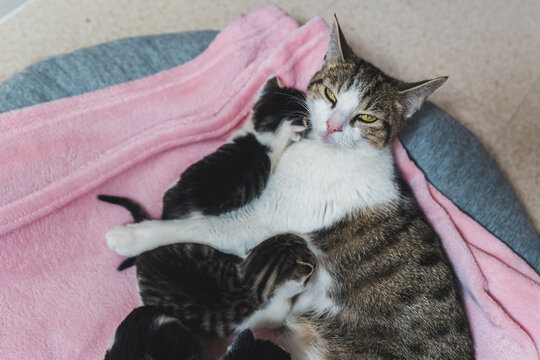 A mother cat lying with her newborn kittens. High quality photo