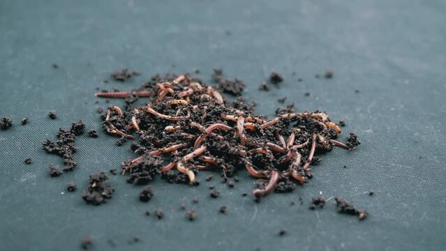 Close up Crawling Red Earthworms in Black Soil Isolated on Black Background. Slow motion. A group of wriggling earthworms in wet compost. Fishing worms. Red worms Dendrobaena. Loosening fertile soil.