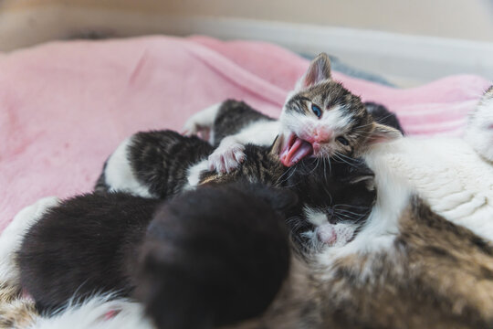 Group of newborn kittens sleeping close together with their cat mom. High quality photo