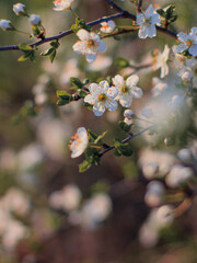 Spring blooming tree branches with tiny white flowers, Easter holiday atmosphere, shallow depth of field, bokeh.