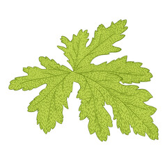 Rose geranium (Pelargonium graveolens) leaf isolated vector illustration