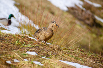 wild duck on the lake in the town of Aizkraukle in early spring