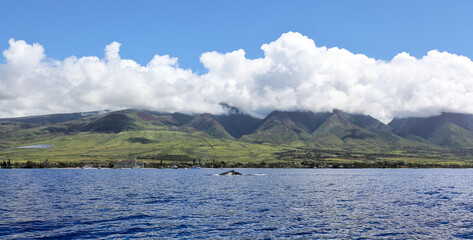 Maui Island Panorama with Humpback Whale	