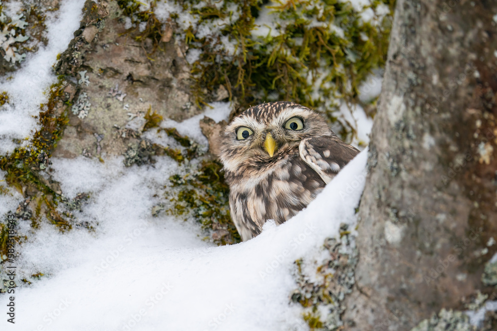 Poster curious little owl hidden in snowy. natural owl habitat with using mimicry to hide. athene noctua