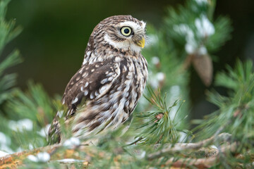 A curious little owl peeping from the branches of a coniferous tree. Winter wildlife photo with a small owl looking to the right. Athene noctua