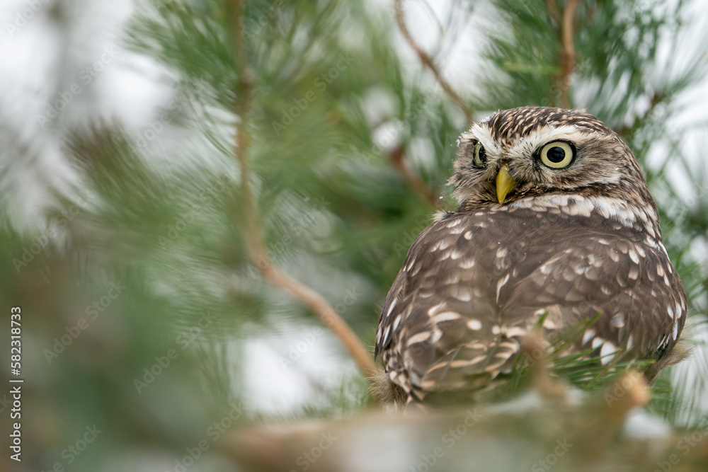 Poster llittle owl looking back on the branches of a coniferous tree.