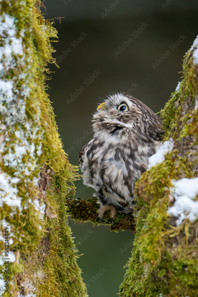 Poster a curious owl hiding between two moss-covered tree trunks. winter nature scene with a cute little ow