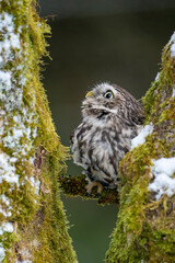 A curious owl hiding between two moss-covered tree trunks. Winter nature scene with a cute little owl. Athene noctua