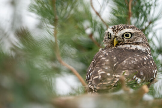 Llittle owl looking back on the branches of a coniferous tree.