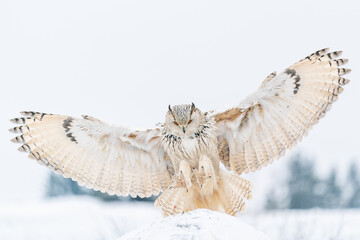 Siberian Eagle Owl landing down to rock with snow. Landing touch down with widely spread wings in...