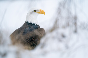 Bald Eagle surrounded by snow and cold. Winter animal theme with American symbol. Raptor in his...