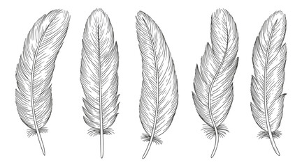 Set of bird feathers. Hand drawn illustration
