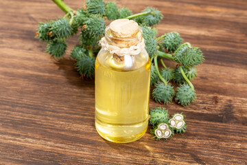 Fruits Green and castor oil - Ricinus communis