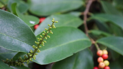 Young fruits Antidesma ghaesembilla Gaertn on a tree. Bouquet of young fruits of fresh Mak Mao on a green leafy background with copy space. selective focus