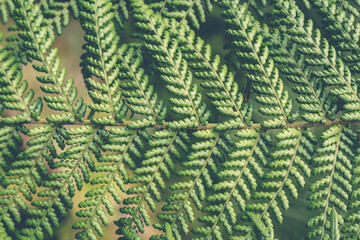 fern leaf background