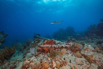 Fototapeta na wymiar Caribbean reef shark patrols the reef above an 18th century anchor at the Proselyte dive site off the Dutch Caribbean island of Sint Maarten