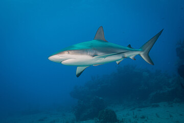 Caribbean reef shark (Carcharhinus perezi) patrols the reef at the Proselyte dive site off the Dutch Caribbean island of Sint Maarten