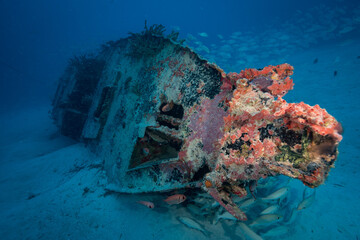 Tomtates (Haemulon aurolineatum) school around the wreck on the Little Sister dive site off the...