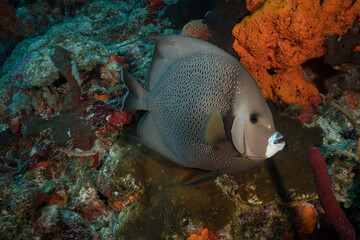 Gray angelfish (Pomacanthus arcuatus) on the Little Sister dive site reef off the Dutch Caribbean...