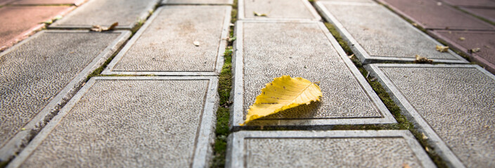 Yellow leaf on the road. - Powered by Adobe
