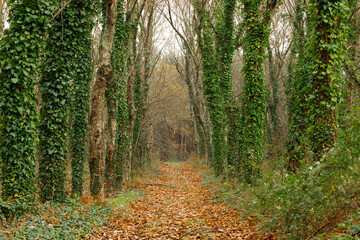 Path in the autumn forest