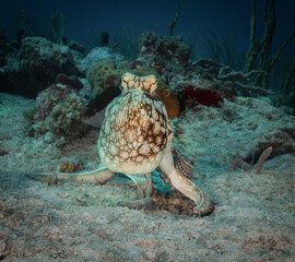 Reef octopus on the Fishbowl dive site off the Dutch Caribbean island of Sint Maarten