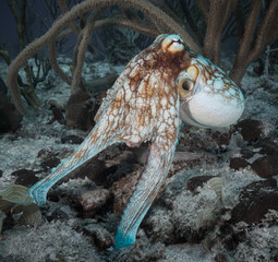 Reef octopus on the Fishbowl dive site off the Dutch Caribbean island of Sint Maarten