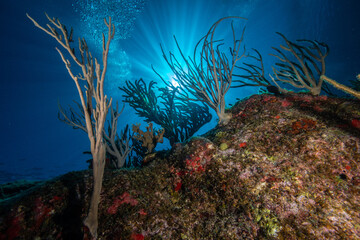 Fototapeta na wymiar Sunburst and rod corals on The Maze dive site off the Caribbean island of Sint Maarten