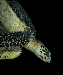 Hawksbill sea turtle (Eretmochelys imbricata) on the reef off the Dutch Caribbean island of Sint...