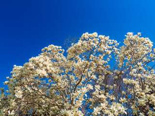 ハクモクレンの花が満開