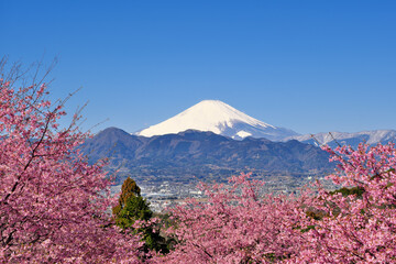 河津桜と富士山　神奈川県　おおいゆめの里