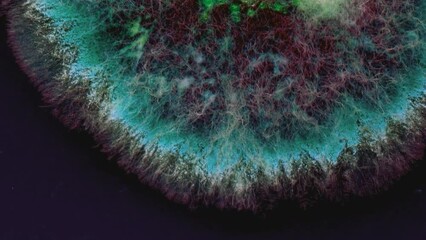 Mold background. Macro shot of mold. Mold spores in agar-agar. A mold or mould is a fungus that grows in the form of multicellular filaments. Aspergillus. Accelerated macro photography.