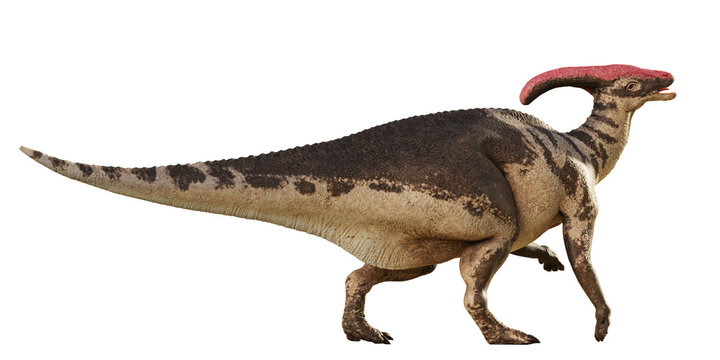 Parasaurolophus, dinosaur from the Late Cretaceous Period, isolated on transparent background