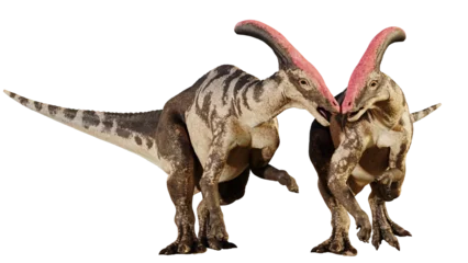 Foto op Canvas Parasaurolophus, dinosaur couple the from Late Cretaceous Period, isolated on transparent background © dottedyeti