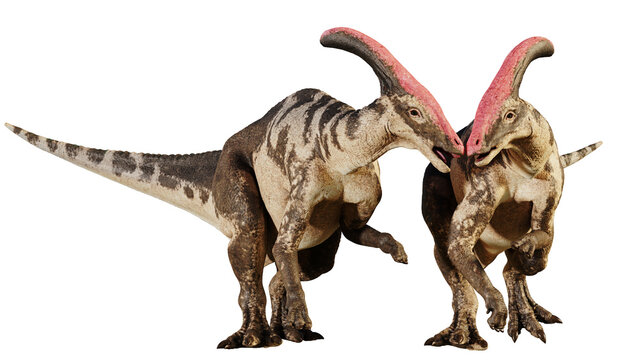 Parasaurolophus, dinosaur couple the from Late Cretaceous Period, isolated on transparent background