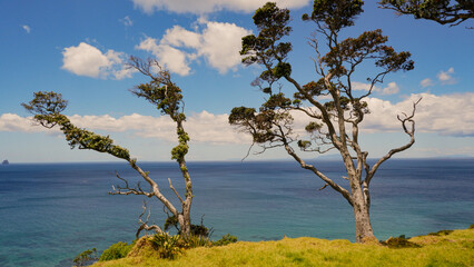 Two pohutukawa trees overlooking the ocean