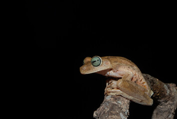 rana plantanera 