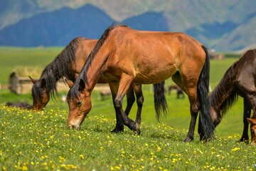 Horses grazing on the Qiongkushitai grassland in Xinjiang
