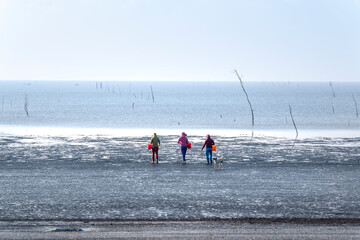 Fishermen harvest clams on the beach at low tide in Can Gio district, HCMC, Vietnam