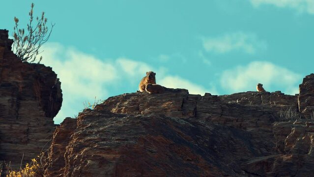 Cape Hyrax family sitting on a rock