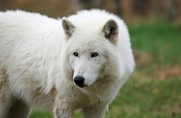 Naklejka na ściany i meble White Wolfdog portrait - Canada
