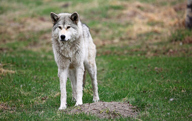 Naklejka na ściany i meble Gray Wolfdog standing - Canada