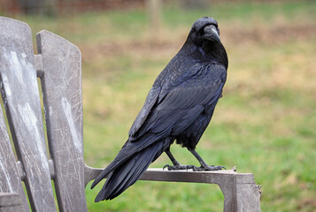 The raven