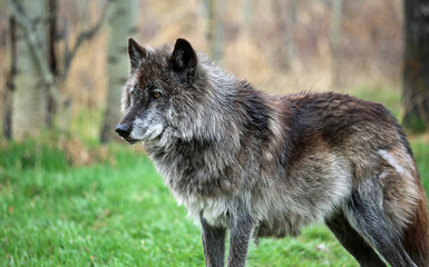 Black Wolfdog alpha - Canada