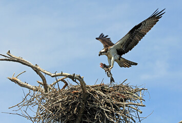 Osprey with a fish - Tennessee