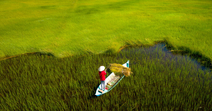 Rural women in the Mekong Delta harvest Lepironia actiulata in Dong Thap Province, Vietnam 