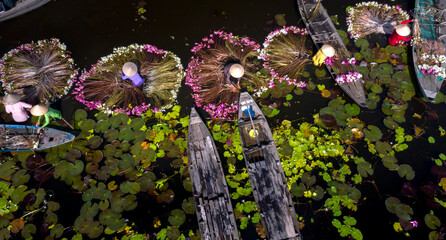 Rural women in Moc Hoa district, Long An province, Vietnam are harvesting water lilies. Water lily...