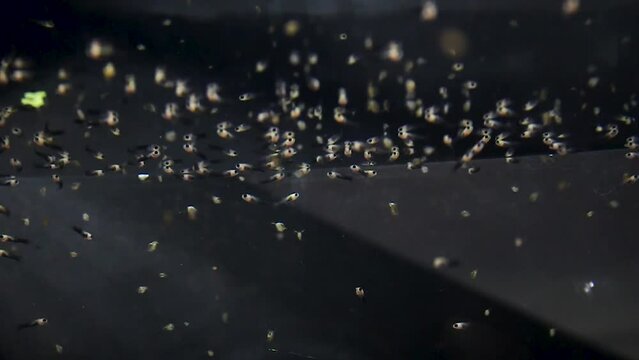 underwater camera, Hundreds of newborn molly fish, Poecilia sphenops. Ovoviviparous.