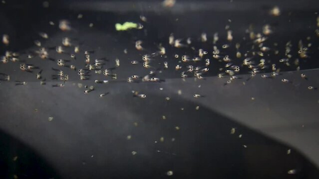 underwater camera, Hundreds of newborn molly fish, Poecilia sphenops. Ovoviviparous.