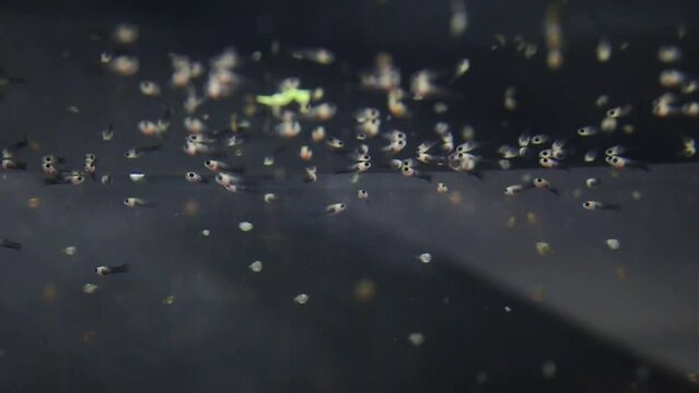 Ovoviviparous, hundreds of newborn black mollies, Poecilia sphenops, swimming in the aquarium.